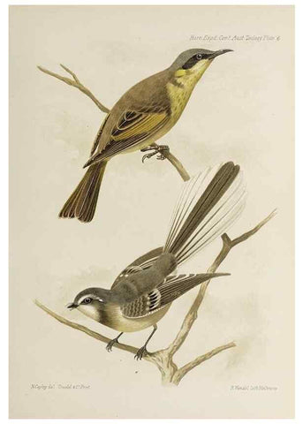 Reproducción/Reproduction 40622954703: Report on the work of the Horn Scientific Expedition to Central Australia /. London :Dulau,1896.. 