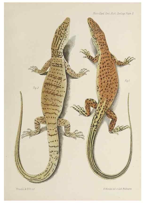 Reproducción/Reproduction 32646485957: Report on the work of the Horn Scientific Expedition to Central Australia /. London :Dulau,1896.. 