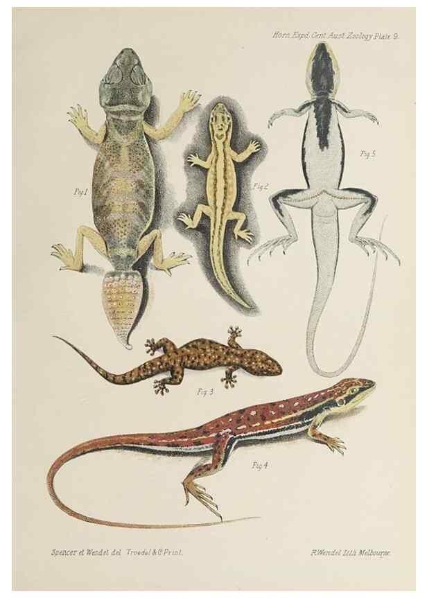 Reproducción/Reproduction 47588945221: Report on the work of the Horn Scientific Expedition to Central Australia /. London :Dulau,1896.. 