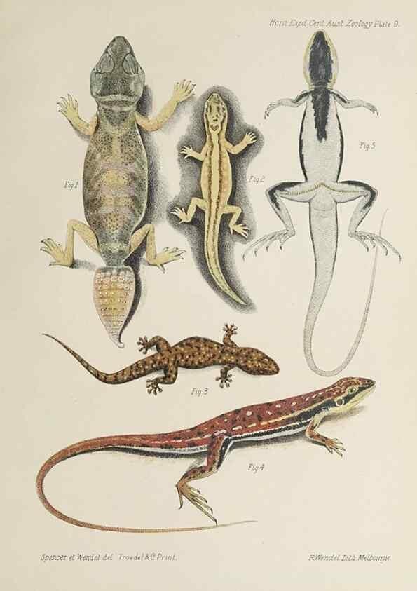 Reproducción/Reproduction 47588945221: Report on the work of the Horn Scientific Expedition to Central Australia /. London :Dulau,1896.. 