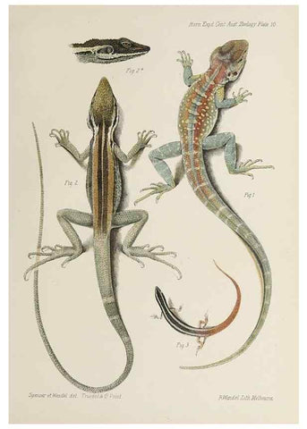 Reproducción/Reproduction 40622955693: Report on the work of the Horn Scientific Expedition to Central Australia /. London :Dulau,1896.. 