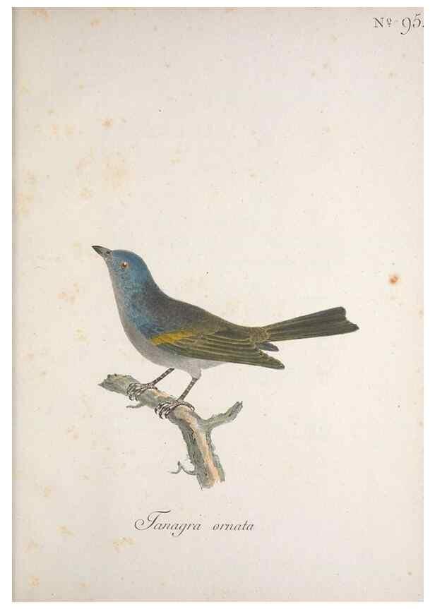 Reproducción/Reproduction 47587752791: Museum Carlsonianum, in quo novas et selectas aves, coloribus ad vivum brevique descriptione illustratas, suasu et sumtibus generosissimi possessoris /. Holmiae :Ex Typographia Regia,1786-1789.. 