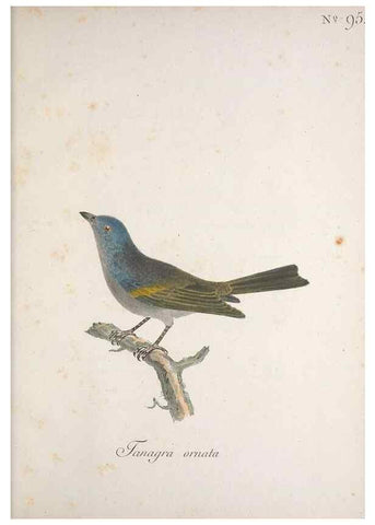 Reproducción/Reproduction 47587752791: Museum Carlsonianum, in quo novas et selectas aves, coloribus ad vivum brevique descriptione illustratas, suasu et sumtibus generosissimi possessoris /. Holmiae :Ex Typographia Regia,1786-1789.. 