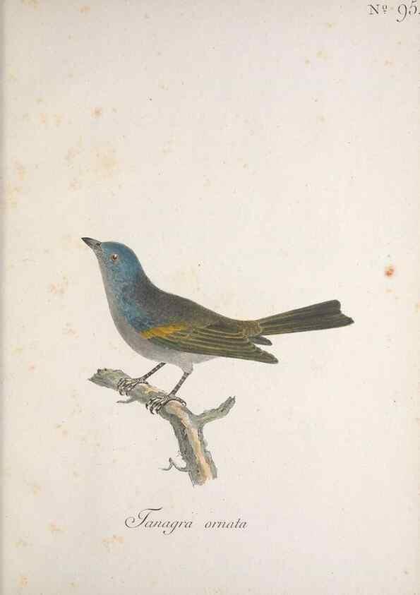 Reproducción/Reproduction 47587752791: Museum Carlsonianum, in quo novas et selectas aves, coloribus ad vivum brevique descriptione illustratas, suasu et sumtibus generosissimi possessoris /. Holmiae :Ex Typographia Regia,1786-1789.. 