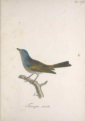 Reproducción/Reproduction 47587752791: Museum Carlsonianum, in quo novas et selectas aves, coloribus ad vivum brevique descriptione illustratas, suasu et sumtibus generosissimi possessoris /. Holmiae :Ex Typographia Regia,1786-1789.. 