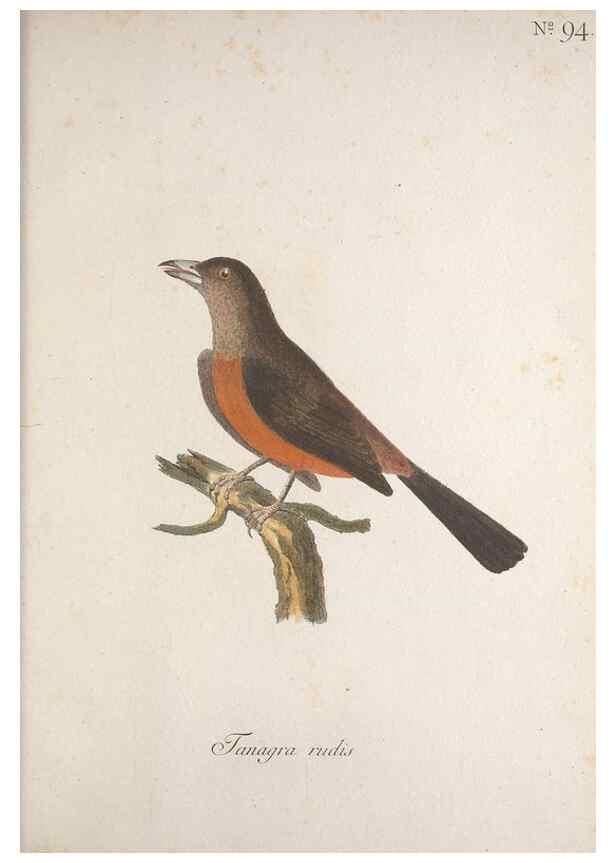 Reproducción/Reproduction 32645258187: Museum Carlsonianum, in quo novas et selectas aves, coloribus ad vivum brevique descriptione illustratas, suasu et sumtibus generosissimi possessoris /. Holmiae :Ex Typographia Regia,1786-1789.. 
