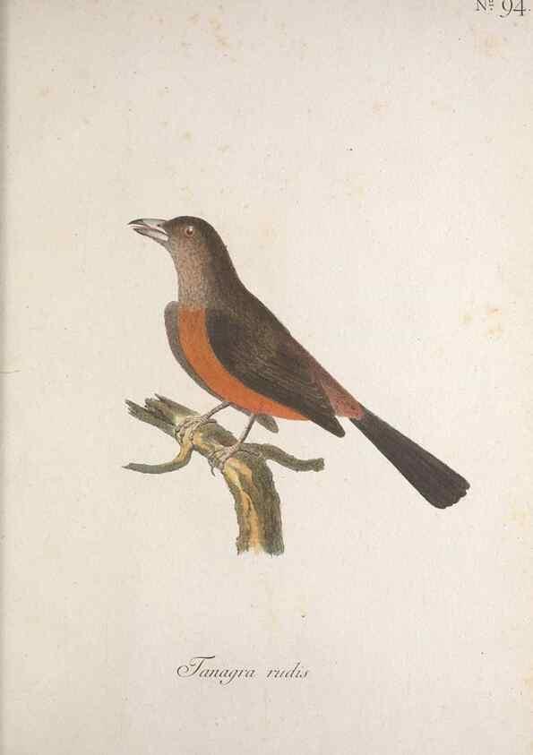 Reproducción/Reproduction 32645258187: Museum Carlsonianum, in quo novas et selectas aves, coloribus ad vivum brevique descriptione illustratas, suasu et sumtibus generosissimi possessoris /. Holmiae :Ex Typographia Regia,1786-1789.. 