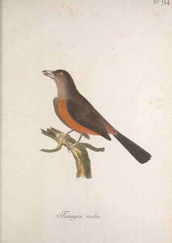 Reproducción/Reproduction 32645258187: Museum Carlsonianum, in quo novas et selectas aves, coloribus ad vivum brevique descriptione illustratas, suasu et sumtibus generosissimi possessoris /. Holmiae :Ex Typographia Regia,1786-1789.. 