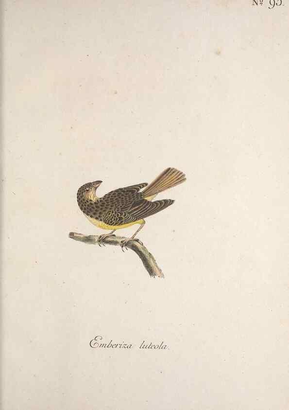 Reproducción/Reproduction 47587751561: Museum Carlsonianum, in quo novas et selectas aves, coloribus ad vivum brevique descriptione illustratas, suasu et sumtibus generosissimi possessoris /. Holmiae :Ex Typographia Regia,1786-1789.. 