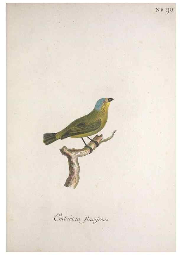 Reproducción/Reproduction 47587750891: Museum Carlsonianum, in quo novas et selectas aves, coloribus ad vivum brevique descriptione illustratas, suasu et sumtibus generosissimi possessoris /. Holmiae :Ex Typographia Regia,1786-1789.. 