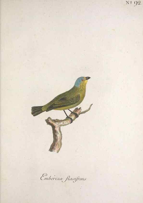 Reproducción/Reproduction 47587750891: Museum Carlsonianum, in quo novas et selectas aves, coloribus ad vivum brevique descriptione illustratas, suasu et sumtibus generosissimi possessoris /. Holmiae :Ex Typographia Regia,1786-1789.. 