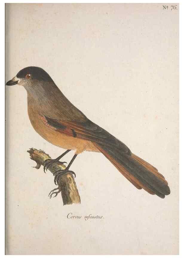 Reproducción/Reproduction 40621691613: Museum Carlsonianum, in quo novas et selectas aves, coloribus ad vivum brevique descriptione illustratas, suasu et sumtibus generosissimi possessoris /. Holmiae :Ex Typographia Regia,1786-1789.. 