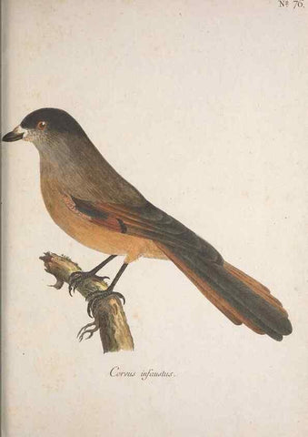 Reproducción/Reproduction 40621691613: Museum Carlsonianum, in quo novas et selectas aves, coloribus ad vivum brevique descriptione illustratas, suasu et sumtibus generosissimi possessoris /. Holmiae :Ex Typographia Regia,1786-1789.. 