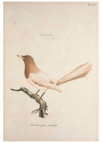 Reproducción/Reproduction 46863819754: Museum Carlsonianum, in quo novas et selectas aves, coloribus ad vivum brevique descriptione illustratas, suasu et sumtibus generosissimi possessoris /. Holmiae :Ex Typographia Regia,1786-1789.. 
