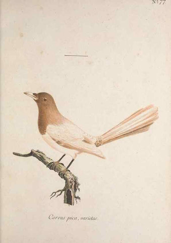Reproducción/Reproduction 46863819754: Museum Carlsonianum, in quo novas et selectas aves, coloribus ad vivum brevique descriptione illustratas, suasu et sumtibus generosissimi possessoris /. Holmiae :Ex Typographia Regia,1786-1789.. 