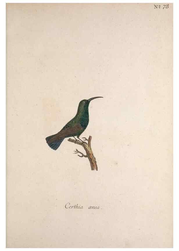 Reproducción/Reproduction 47534758582: Museum Carlsonianum, in quo novas et selectas aves, coloribus ad vivum brevique descriptione illustratas, suasu et sumtibus generosissimi possessoris /. Holmiae :Ex Typographia Regia,1786-1789.. 