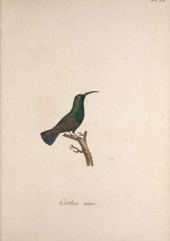 Reproducción/Reproduction 47534758582: Museum Carlsonianum, in quo novas et selectas aves, coloribus ad vivum brevique descriptione illustratas, suasu et sumtibus generosissimi possessoris /. Holmiae :Ex Typographia Regia,1786-1789.. 