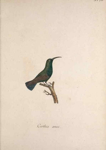 Reproducción/Reproduction 47534758582: Museum Carlsonianum, in quo novas et selectas aves, coloribus ad vivum brevique descriptione illustratas, suasu et sumtibus generosissimi possessoris /. Holmiae :Ex Typographia Regia,1786-1789.. 
