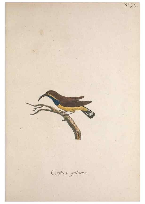 Reproducción/Reproduction 32645253787: Museum Carlsonianum, in quo novas et selectas aves, coloribus ad vivum brevique descriptione illustratas, suasu et sumtibus generosissimi possessoris /. Holmiae :Ex Typographia Regia,1786-1789.. 