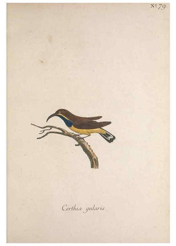Reproducción/Reproduction 32645253787: Museum Carlsonianum, in quo novas et selectas aves, coloribus ad vivum brevique descriptione illustratas, suasu et sumtibus generosissimi possessoris /. Holmiae :Ex Typographia Regia,1786-1789.. 