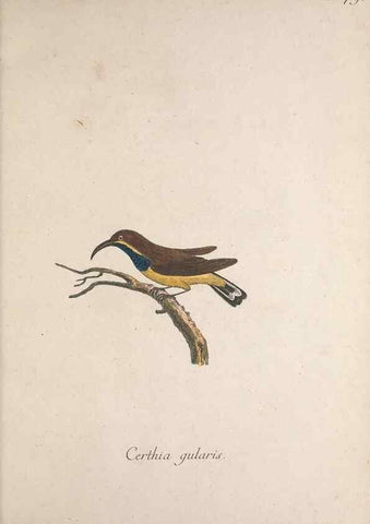 Reproducción/Reproduction 32645253787: Museum Carlsonianum, in quo novas et selectas aves, coloribus ad vivum brevique descriptione illustratas, suasu et sumtibus generosissimi possessoris /. Holmiae :Ex Typographia Regia,1786-1789.. 