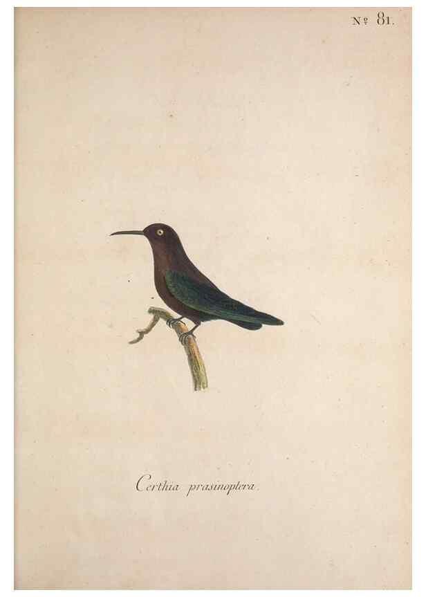 Reproducción/Reproduction 33710779498: Museum Carlsonianum, in quo novas et selectas aves, coloribus ad vivum brevique descriptione illustratas, suasu et sumtibus generosissimi possessoris /. Holmiae :Ex Typographia Regia,1786-1789.. 