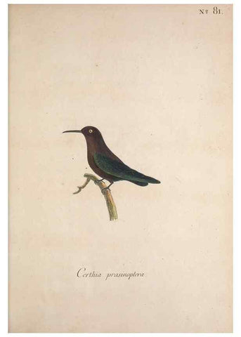Reproducción/Reproduction 33710779498: Museum Carlsonianum, in quo novas et selectas aves, coloribus ad vivum brevique descriptione illustratas, suasu et sumtibus generosissimi possessoris /. Holmiae :Ex Typographia Regia,1786-1789.. 