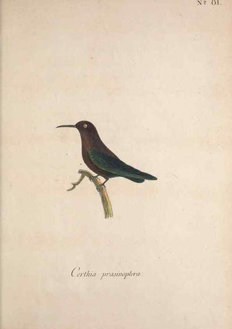 Reproducción/Reproduction 33710779498: Museum Carlsonianum, in quo novas et selectas aves, coloribus ad vivum brevique descriptione illustratas, suasu et sumtibus generosissimi possessoris /. Holmiae :Ex Typographia Regia,1786-1789.. 