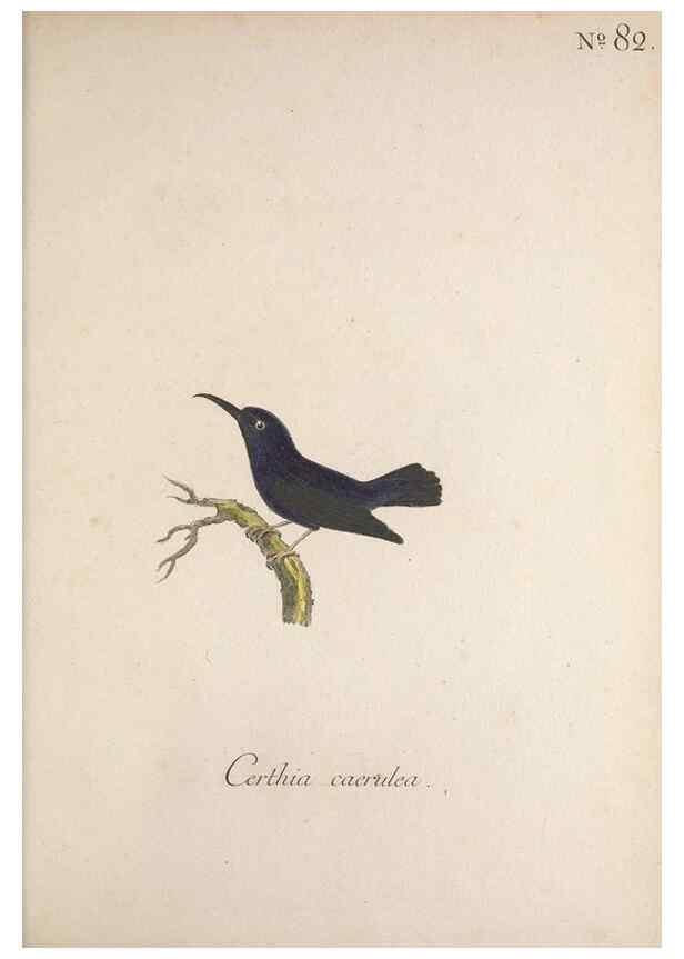 Reproducción/Reproduction 46863821404: Museum Carlsonianum, in quo novas et selectas aves, coloribus ad vivum brevique descriptione illustratas, suasu et sumtibus generosissimi possessoris /. Holmiae :Ex Typographia Regia,1786-1789.. 