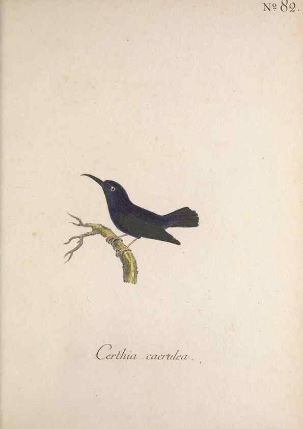 Reproducción/Reproduction 46863821404: Museum Carlsonianum, in quo novas et selectas aves, coloribus ad vivum brevique descriptione illustratas, suasu et sumtibus generosissimi possessoris /. Holmiae :Ex Typographia Regia,1786-1789.. 