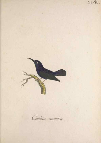 Reproducción/Reproduction 46863821404: Museum Carlsonianum, in quo novas et selectas aves, coloribus ad vivum brevique descriptione illustratas, suasu et sumtibus generosissimi possessoris /. Holmiae :Ex Typographia Regia,1786-1789.. 