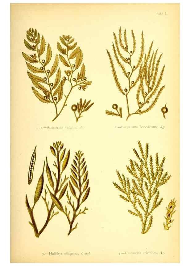 Reproducción/Reproduction 40669719173: British sea-weeds. London :Bell and Daldy,1872.. 