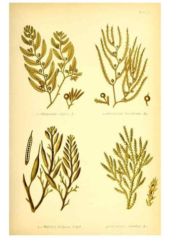Reproducción/Reproduction 40669719173: British sea-weeds. London :Bell and Daldy,1872.. 