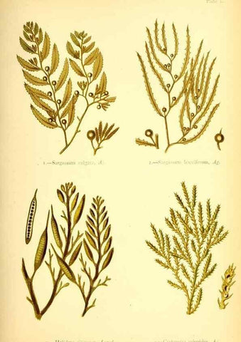 Reproducción/Reproduction 40669719173: British sea-weeds. London :Bell and Daldy,1872.. 