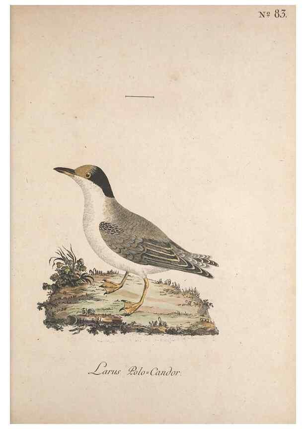 Reproducción/Reproduction 32645254957: Museum Carlsonianum, in quo novas et selectas aves, coloribus ad vivum brevique descriptione illustratas, suasu et sumtibus generosissimi possessoris /. Holmiae :Ex Typographia Regia,1786-1789.. 