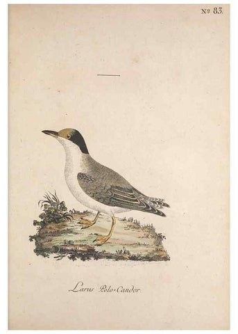 Reproducción/Reproduction 32645254957: Museum Carlsonianum, in quo novas et selectas aves, coloribus ad vivum brevique descriptione illustratas, suasu et sumtibus generosissimi possessoris /. Holmiae :Ex Typographia Regia,1786-1789.. 