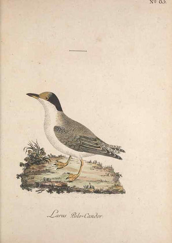 Reproducción/Reproduction 32645254957: Museum Carlsonianum, in quo novas et selectas aves, coloribus ad vivum brevique descriptione illustratas, suasu et sumtibus generosissimi possessoris /. Holmiae :Ex Typographia Regia,1786-1789.. 