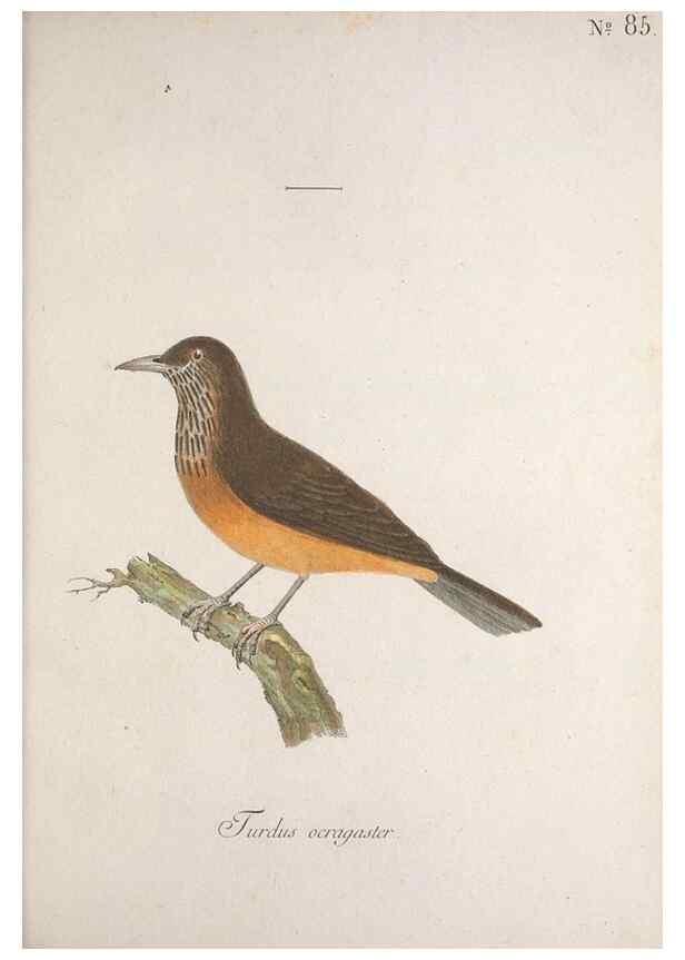 Reproducción/Reproduction 47587746411: Museum Carlsonianum, in quo novas et selectas aves, coloribus ad vivum brevique descriptione illustratas, suasu et sumtibus generosissimi possessoris /. Holmiae :Ex Typographia Regia,1786-1789.. 