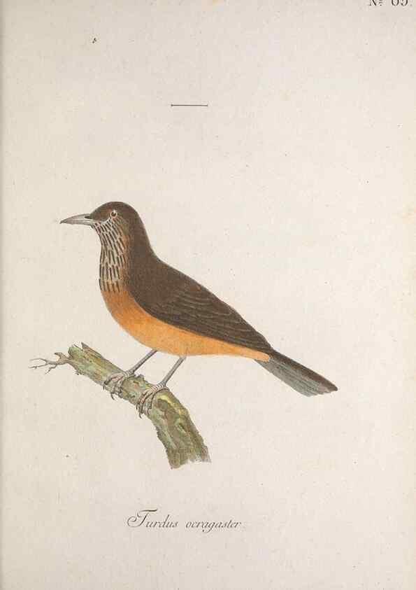 Reproducción/Reproduction 47587746411: Museum Carlsonianum, in quo novas et selectas aves, coloribus ad vivum brevique descriptione illustratas, suasu et sumtibus generosissimi possessoris /. Holmiae :Ex Typographia Regia,1786-1789.. 