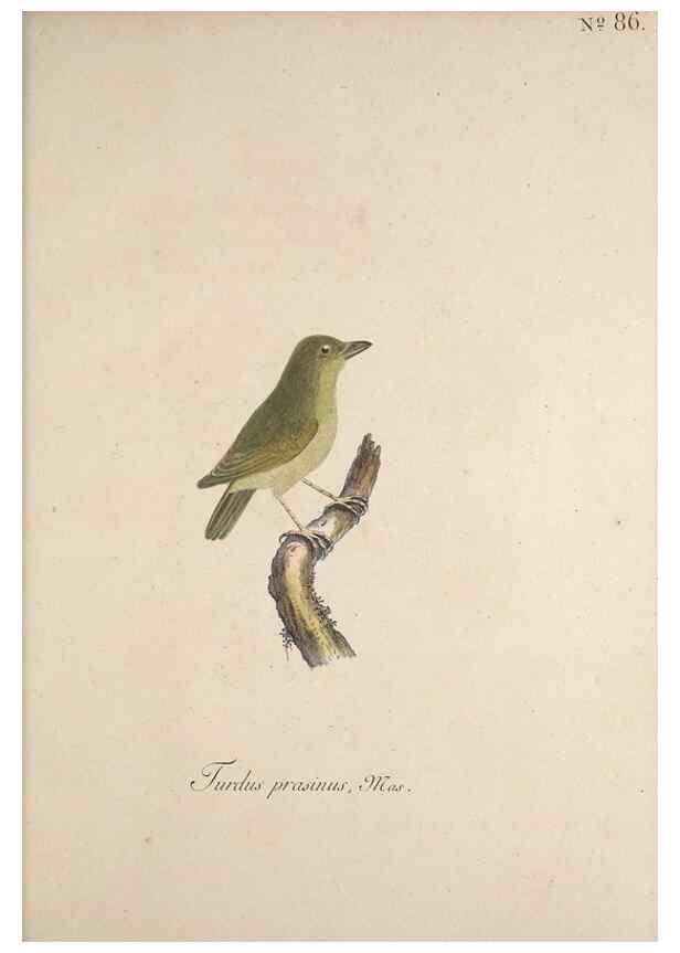 Reproducción/Reproduction 33710780978: Museum Carlsonianum, in quo novas et selectas aves, coloribus ad vivum brevique descriptione illustratas, suasu et sumtibus generosissimi possessoris /. Holmiae :Ex Typographia Regia,1786-1789.. 