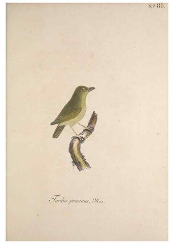 Reproducción/Reproduction 33710780978: Museum Carlsonianum, in quo novas et selectas aves, coloribus ad vivum brevique descriptione illustratas, suasu et sumtibus generosissimi possessoris /. Holmiae :Ex Typographia Regia,1786-1789.. 