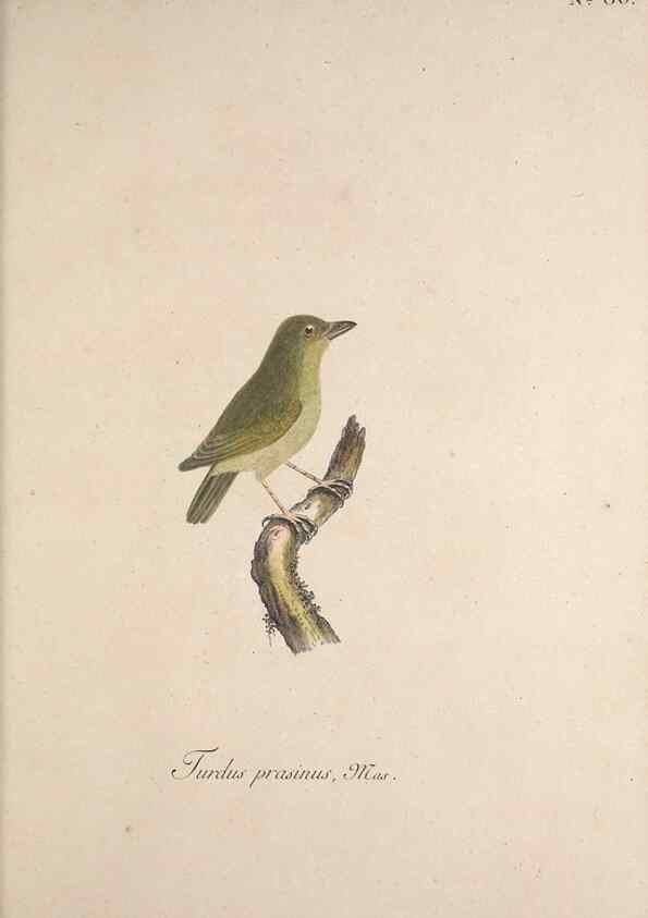 Reproducción/Reproduction 33710780978: Museum Carlsonianum, in quo novas et selectas aves, coloribus ad vivum brevique descriptione illustratas, suasu et sumtibus generosissimi possessoris /. Holmiae :Ex Typographia Regia,1786-1789.. 