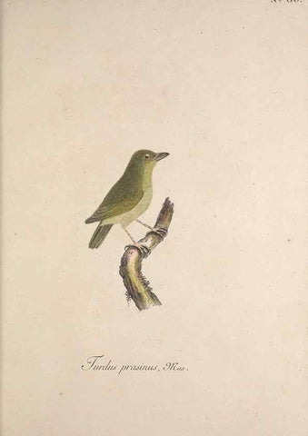 Reproducción/Reproduction 33710780978: Museum Carlsonianum, in quo novas et selectas aves, coloribus ad vivum brevique descriptione illustratas, suasu et sumtibus generosissimi possessoris /. Holmiae :Ex Typographia Regia,1786-1789.. 