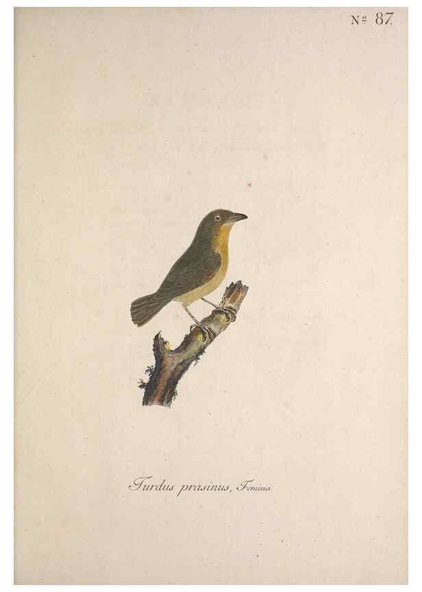 Reproducción/Reproduction 47534763182: Museum Carlsonianum, in quo novas et selectas aves, coloribus ad vivum brevique descriptione illustratas, suasu et sumtibus generosissimi possessoris /. Holmiae :Ex Typographia Regia,1786-1789.. 