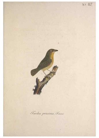Reproducción/Reproduction 47534763182: Museum Carlsonianum, in quo novas et selectas aves, coloribus ad vivum brevique descriptione illustratas, suasu et sumtibus generosissimi possessoris /. Holmiae :Ex Typographia Regia,1786-1789.. 