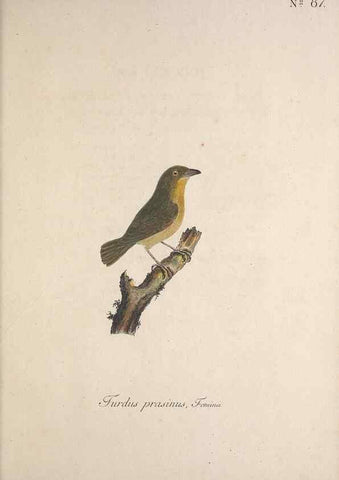 Reproducción/Reproduction 47534763182: Museum Carlsonianum, in quo novas et selectas aves, coloribus ad vivum brevique descriptione illustratas, suasu et sumtibus generosissimi possessoris /. Holmiae :Ex Typographia Regia,1786-1789.. 