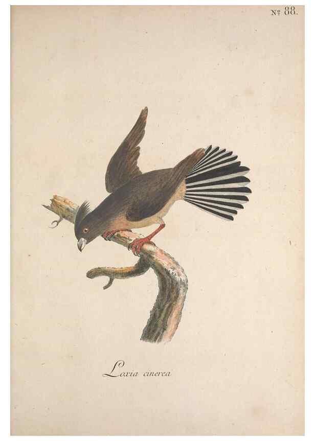 Reproducción/Reproduction 47534763822: Museum Carlsonianum, in quo novas et selectas aves, coloribus ad vivum brevique descriptione illustratas, suasu et sumtibus generosissimi possessoris /. Holmiae :Ex Typographia Regia,1786-1789.. 