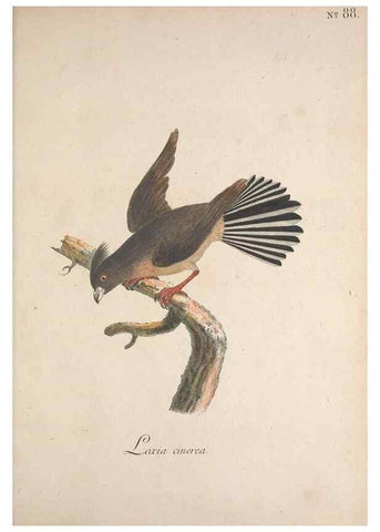 Reproducción/Reproduction 47534763822: Museum Carlsonianum, in quo novas et selectas aves, coloribus ad vivum brevique descriptione illustratas, suasu et sumtibus generosissimi possessoris /. Holmiae :Ex Typographia Regia,1786-1789.. 