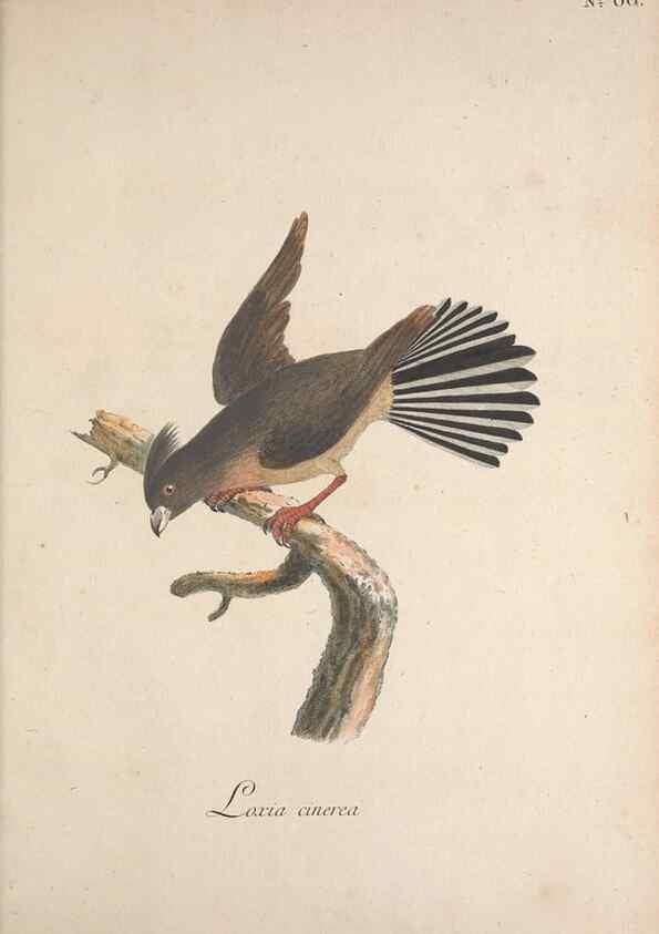Reproducción/Reproduction 47534763822: Museum Carlsonianum, in quo novas et selectas aves, coloribus ad vivum brevique descriptione illustratas, suasu et sumtibus generosissimi possessoris /. Holmiae :Ex Typographia Regia,1786-1789.. 