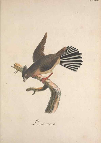Reproducción/Reproduction 47534763822: Museum Carlsonianum, in quo novas et selectas aves, coloribus ad vivum brevique descriptione illustratas, suasu et sumtibus generosissimi possessoris /. Holmiae :Ex Typographia Regia,1786-1789.. 